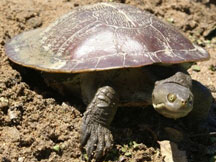 Short Neck Turtle