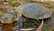 Saw-shelled Turtle (QLD)