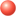 Broad Shelled Turtle