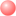 Krefft's River Turtle
