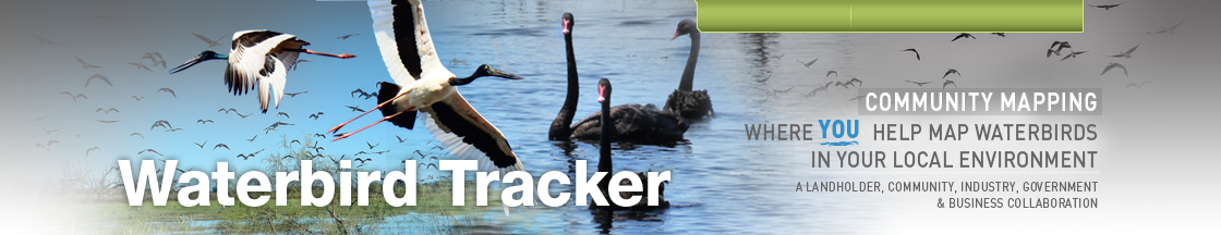Waterbirds