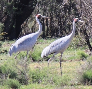Brolga