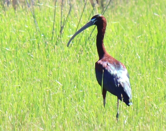 Glossy Ibis