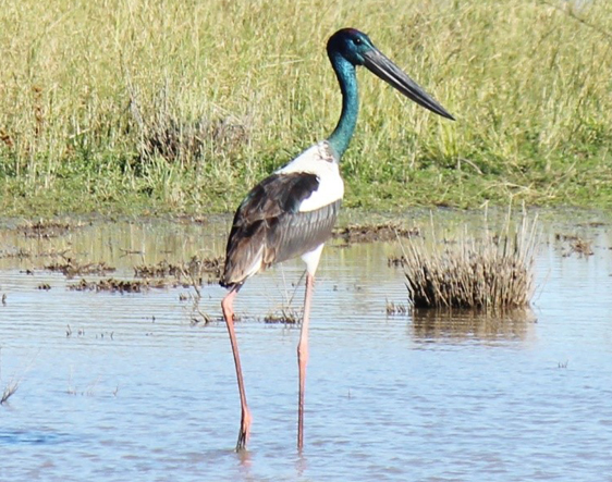 Jabiru