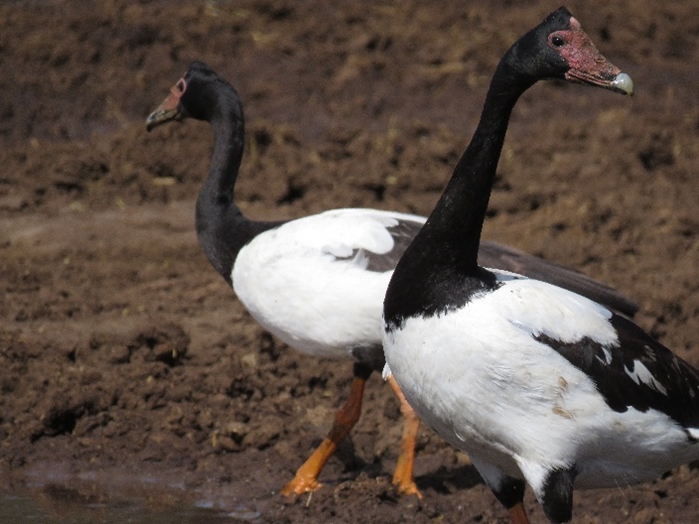 Magpie geese