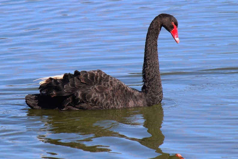 Black Swan
