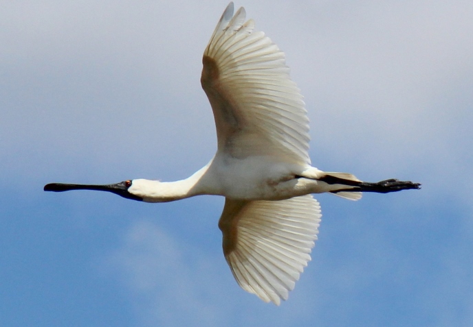 Spoonbill
